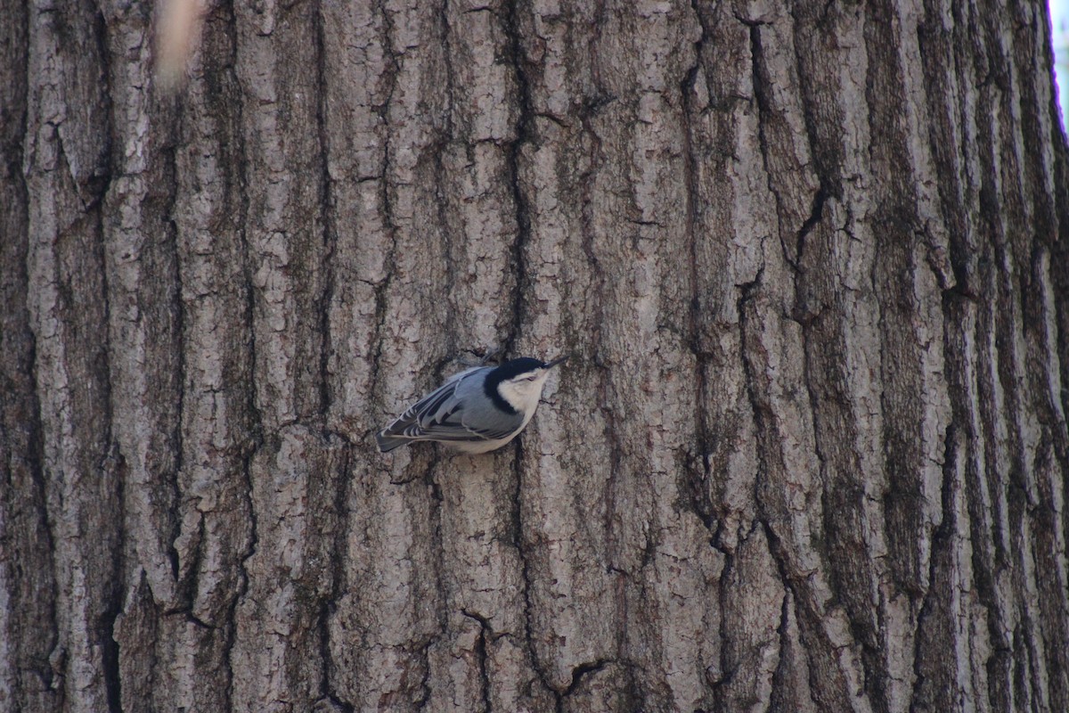 hvitbrystspettmeis - ML653453680