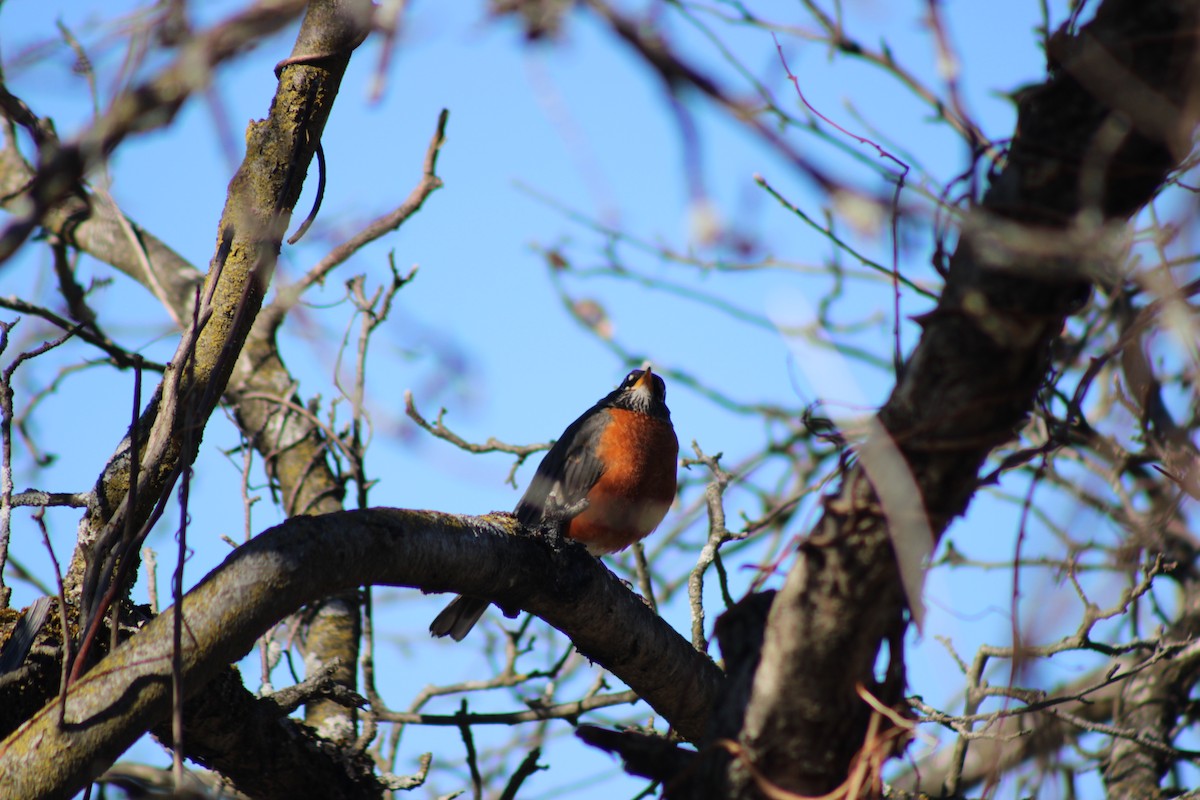 vandretrost - ML653453696