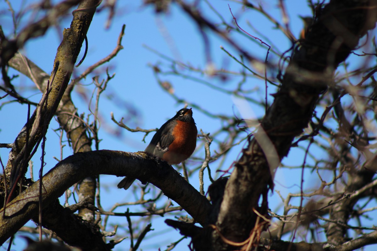 vandretrost - ML653453697