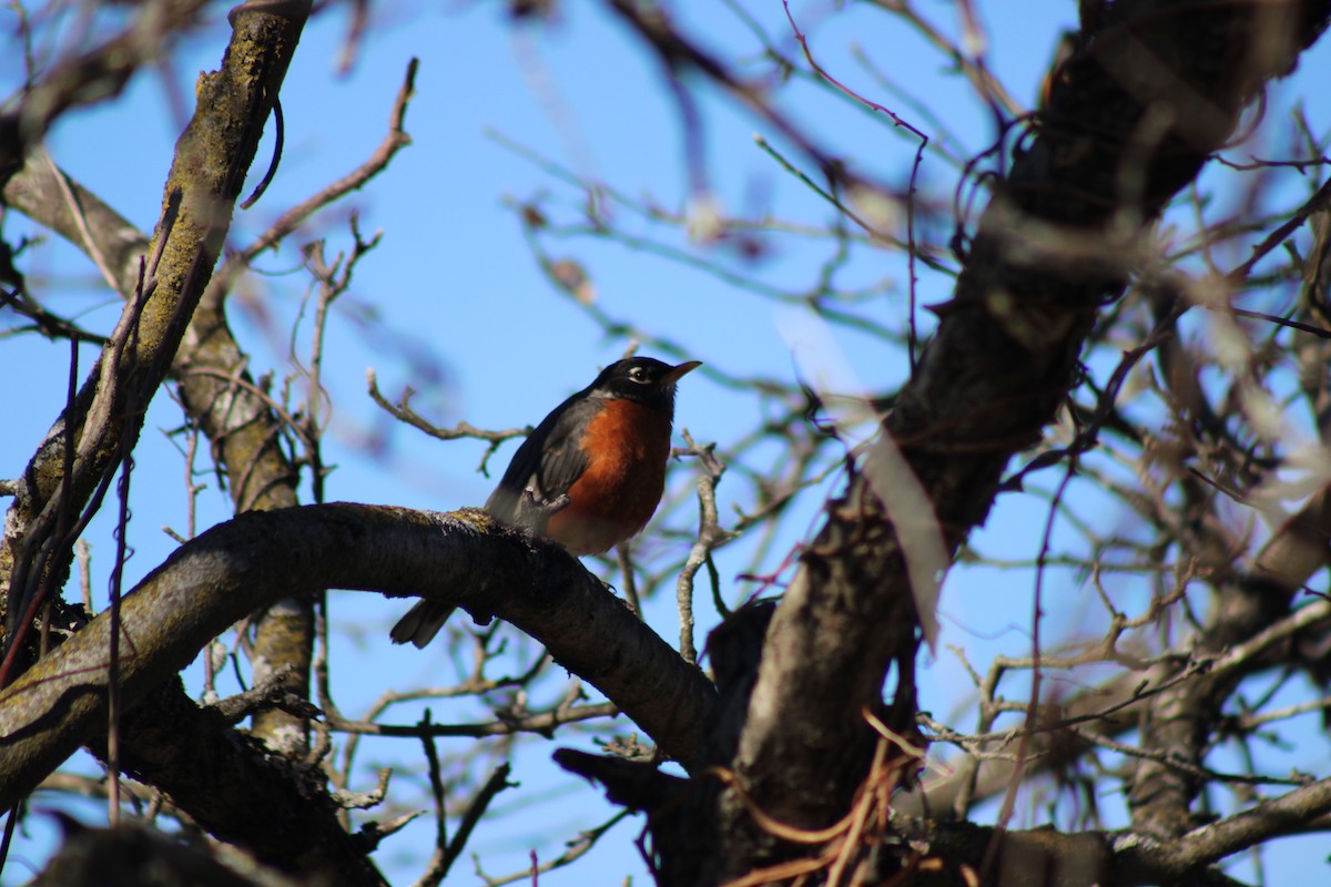 vandretrost - ML653453699