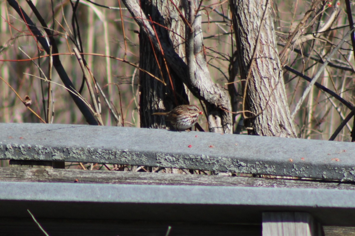 sangspurv - ML653453710