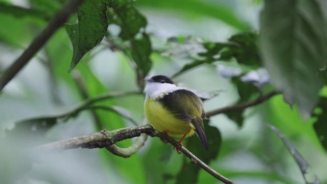 White-collared Manakin - ML653456227