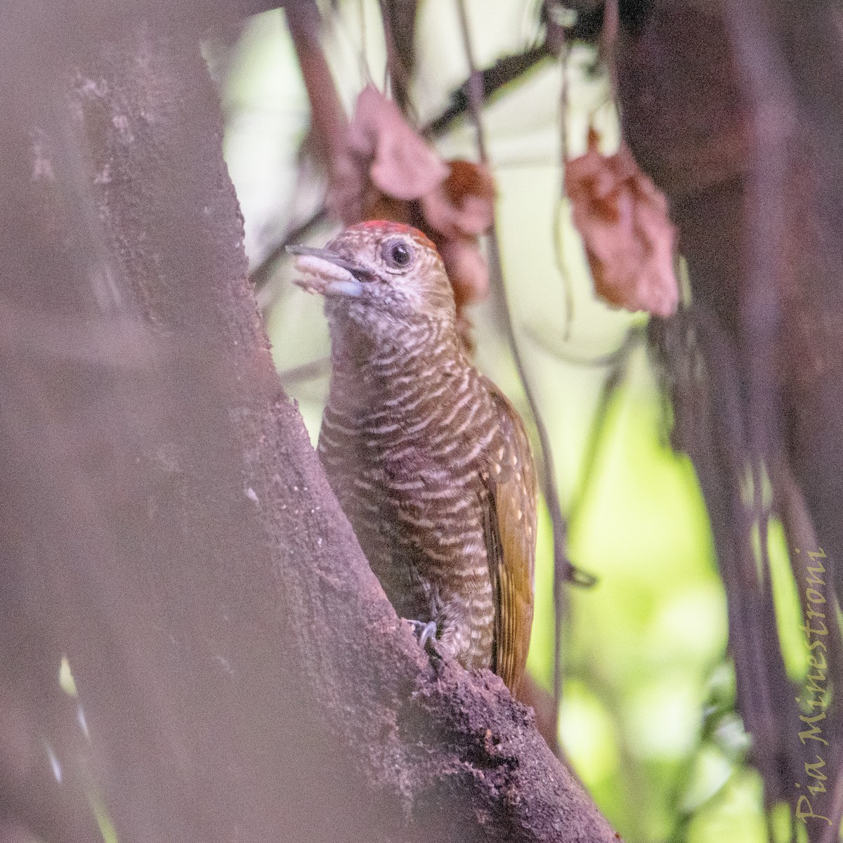 Dot-fronted Woodpecker - ML653457038