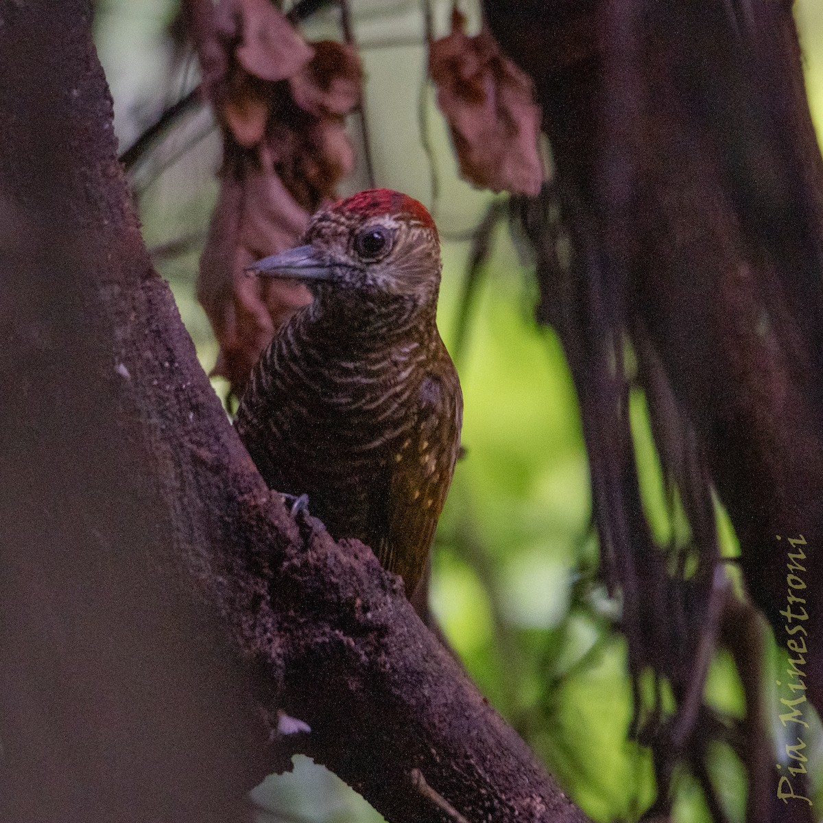 Dot-fronted Woodpecker - ML653457039