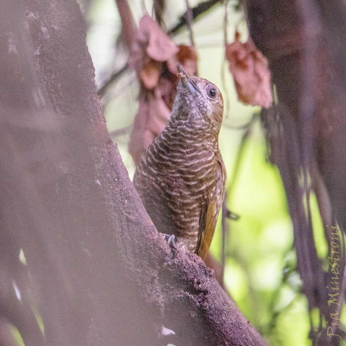 Dot-fronted Woodpecker - ML653457040