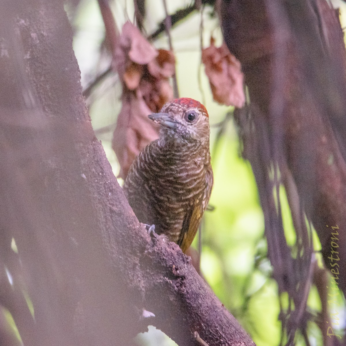 Dot-fronted Woodpecker - ML653457041