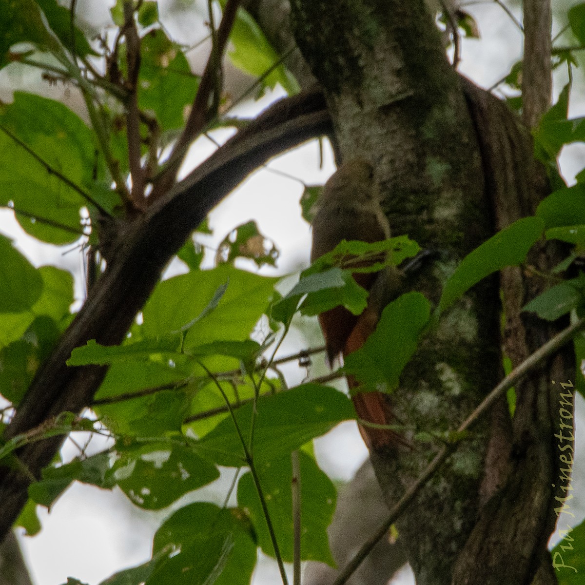 Olivaceous Woodcreeper - ML653457092