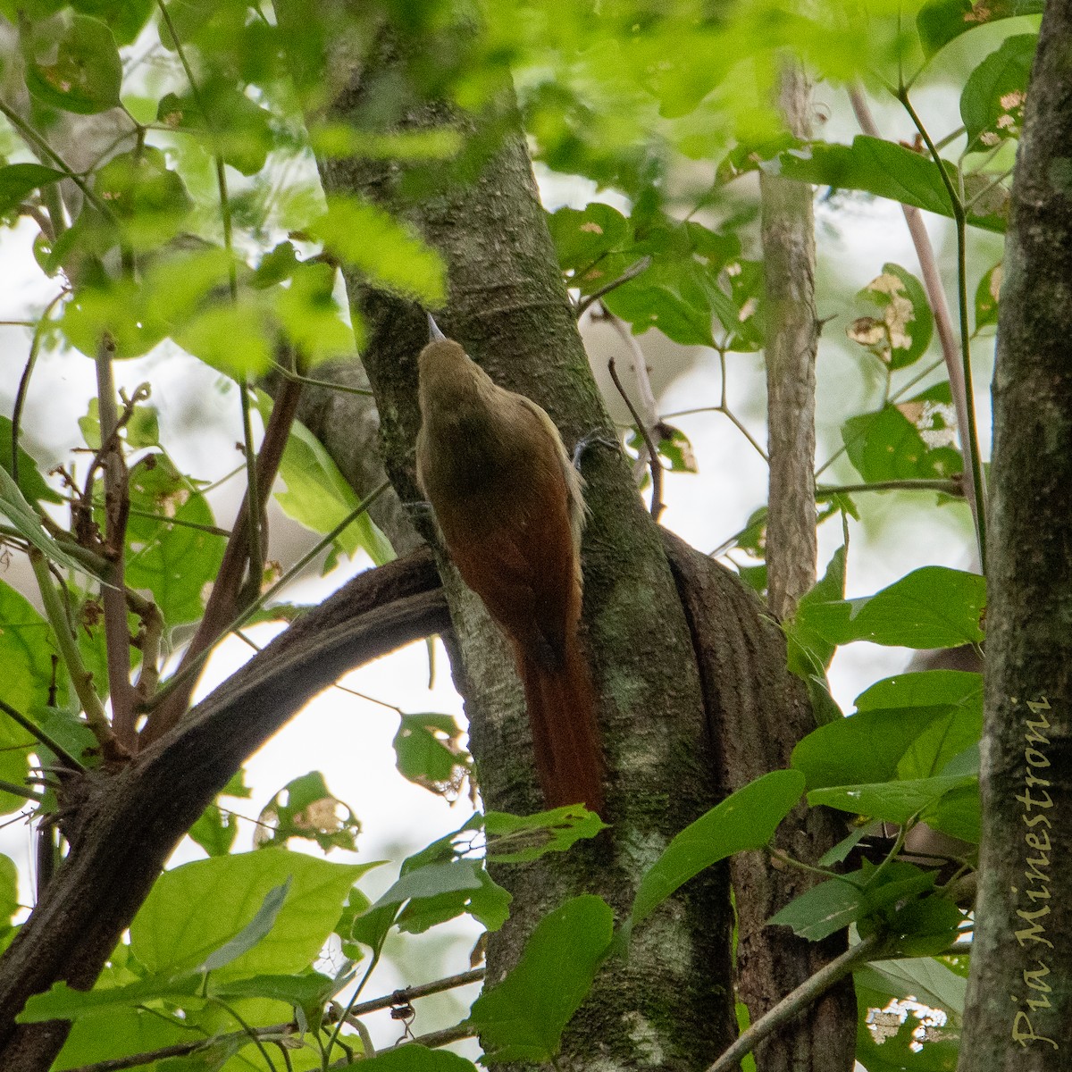 Olivaceous Woodcreeper - ML653457093