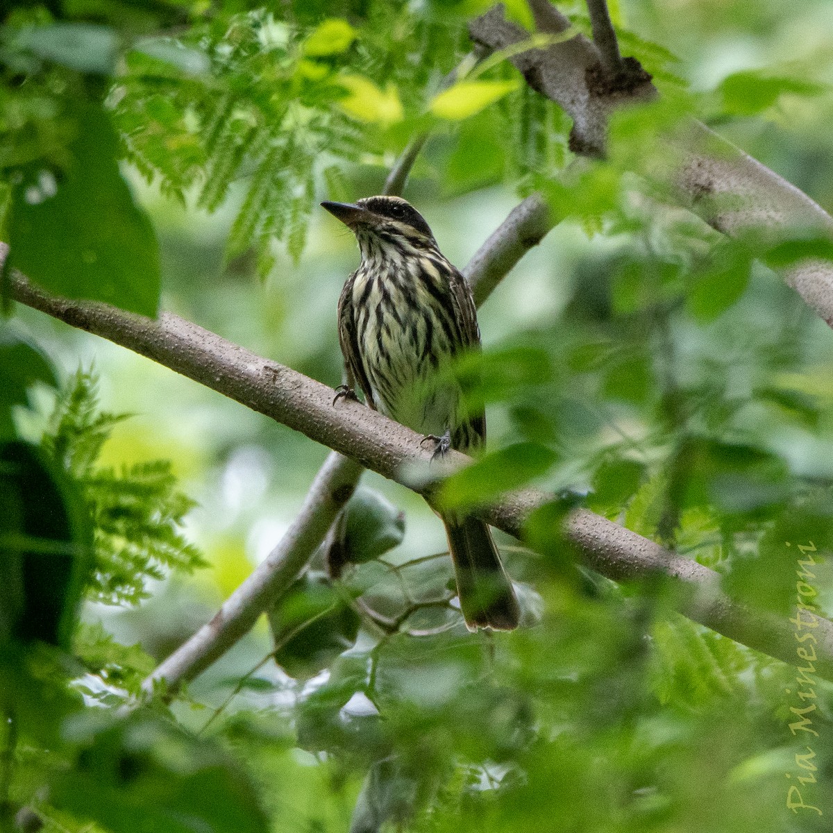 Streaked Flycatcher - ML653457356