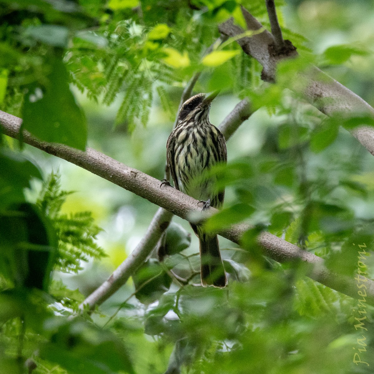 Streaked Flycatcher - ML653457357