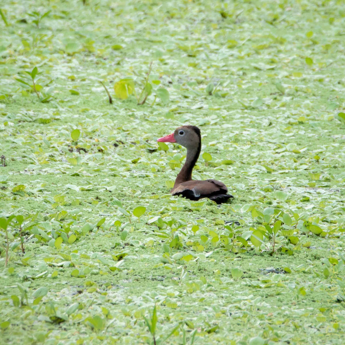 Black-bellied Whistling-Duck - ML653457534