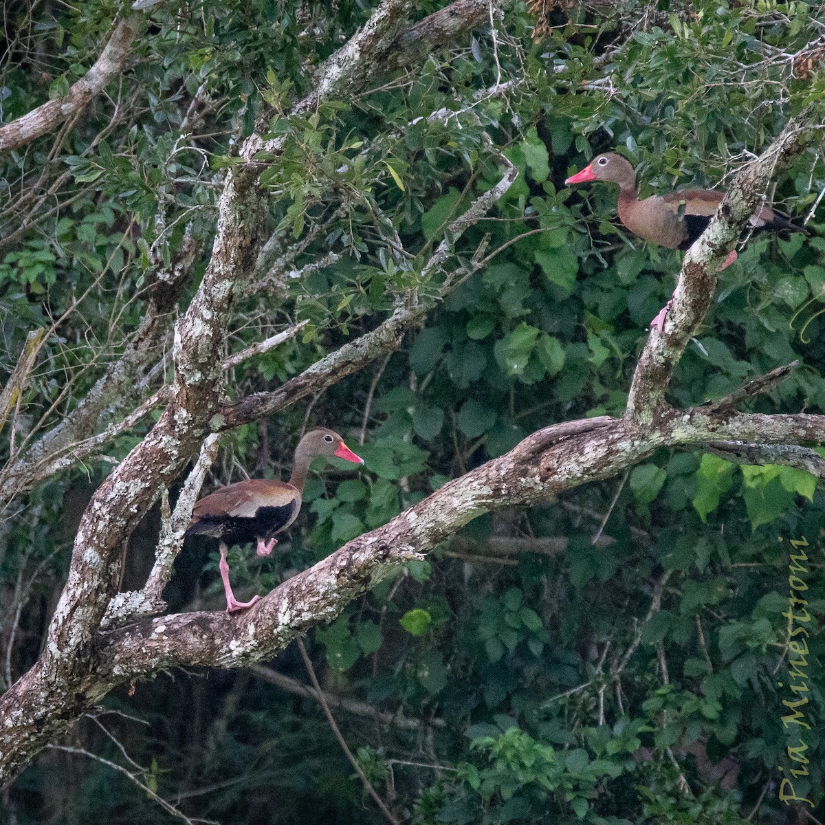 Black-bellied Whistling-Duck - ML653457535