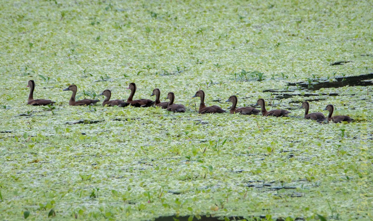 Black-bellied Whistling-Duck - ML653457538