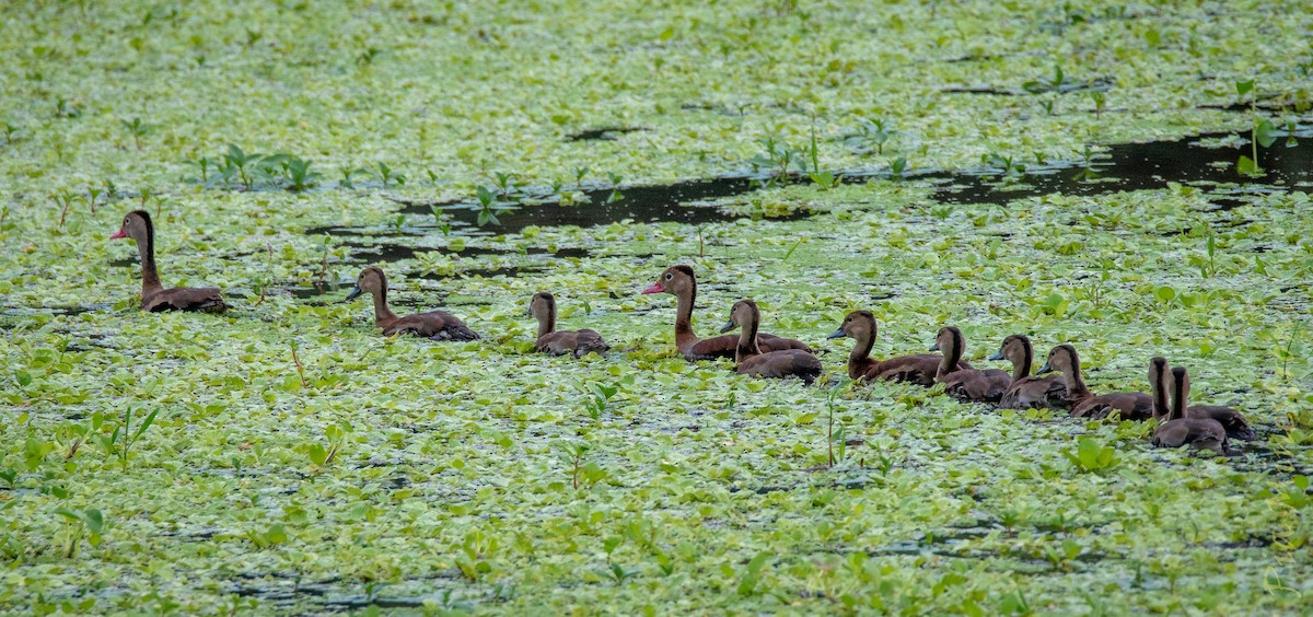 Black-bellied Whistling-Duck - ML653457540