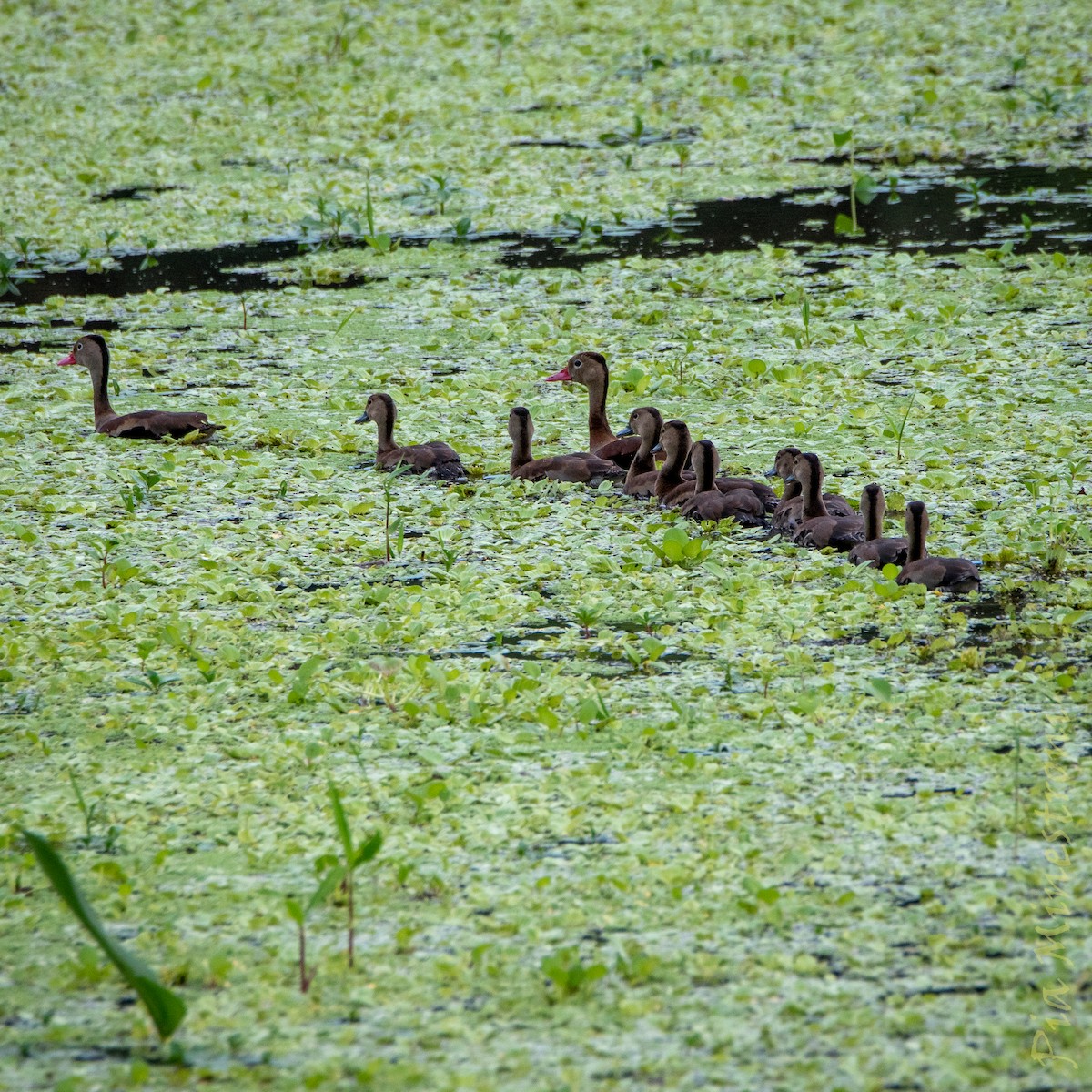 Black-bellied Whistling-Duck - ML653457541