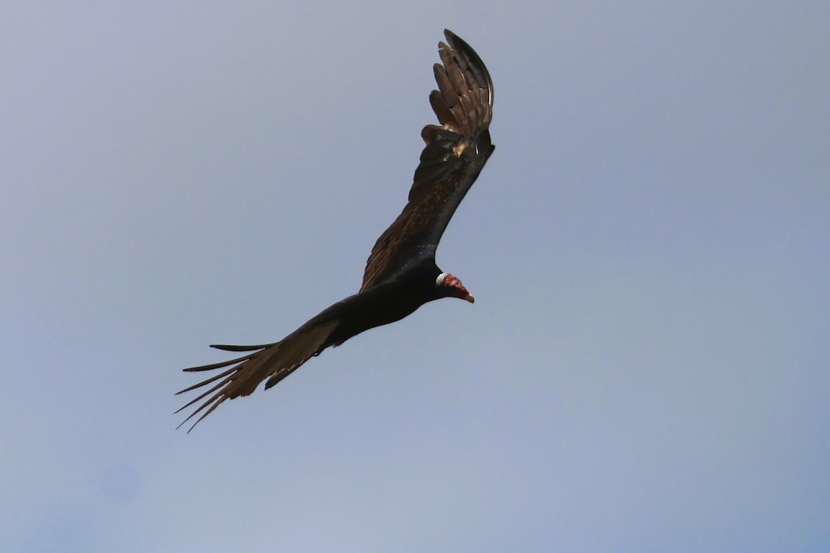Turkey Vulture - ML653458902