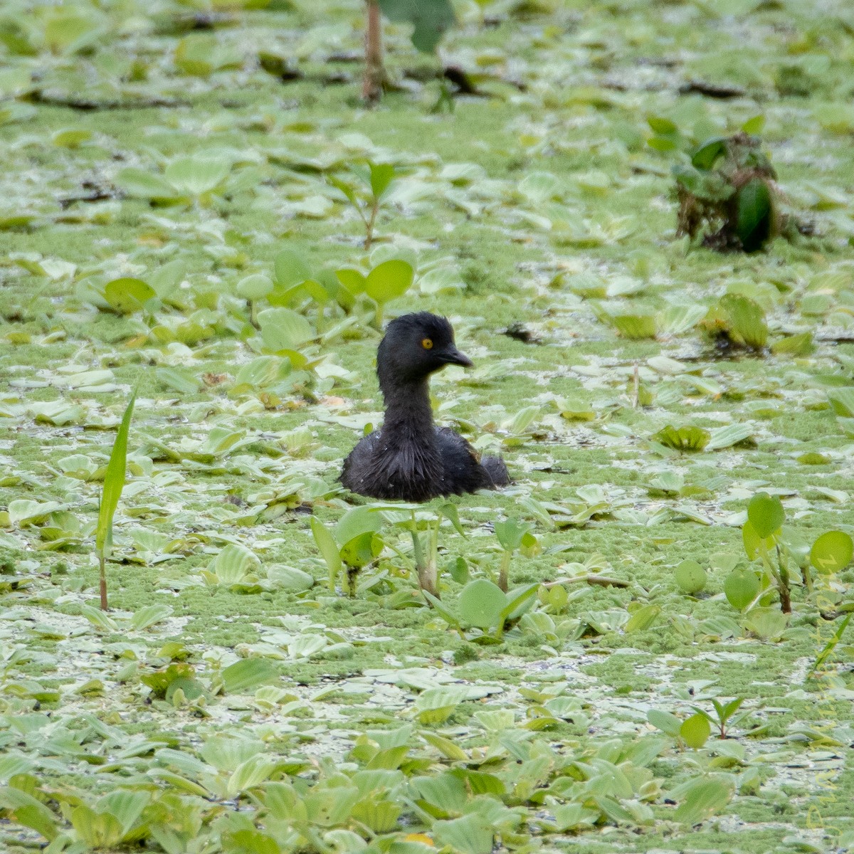 Least Grebe - ML653460012