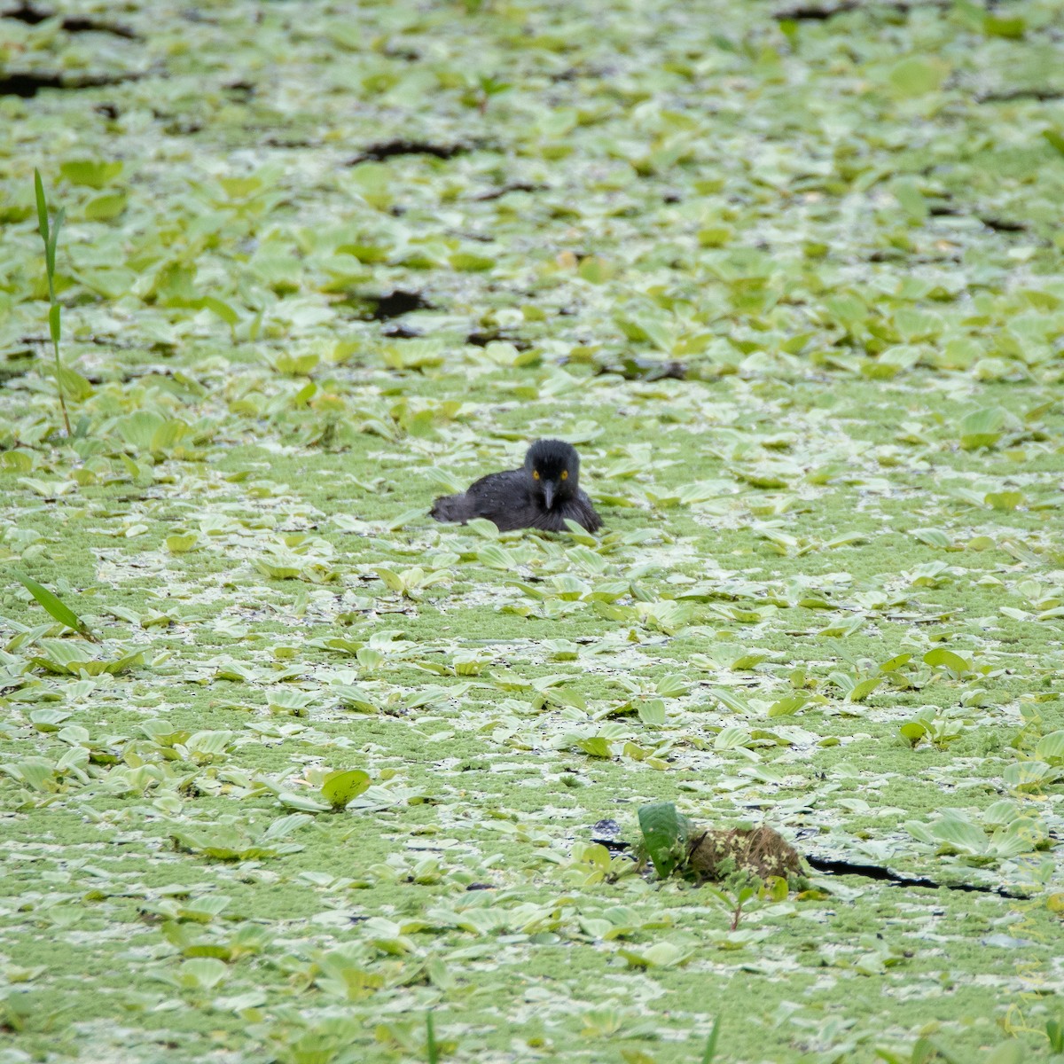 Least Grebe - ML653460013