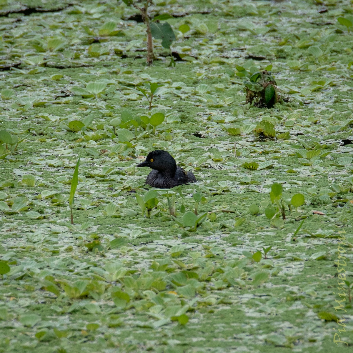 Least Grebe - ML653460014