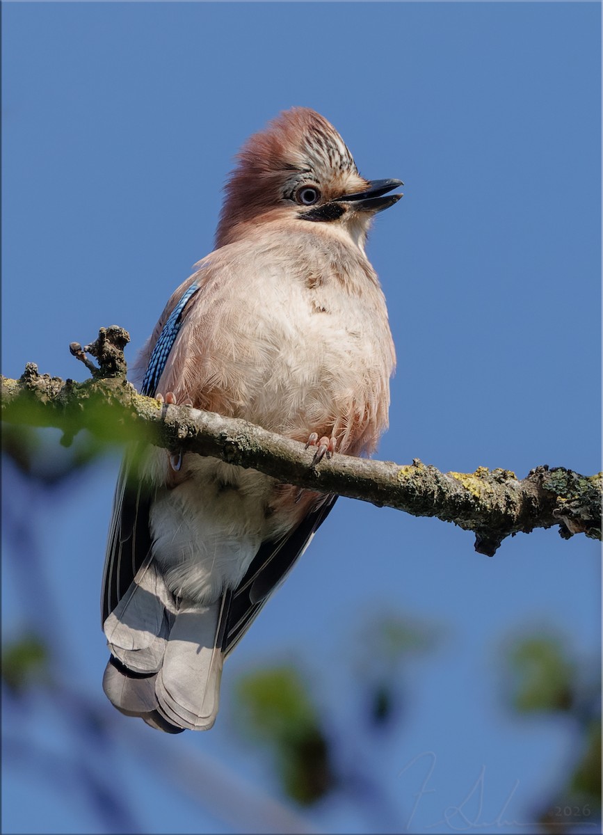 Eskinoso eurasiarra - ML653460445