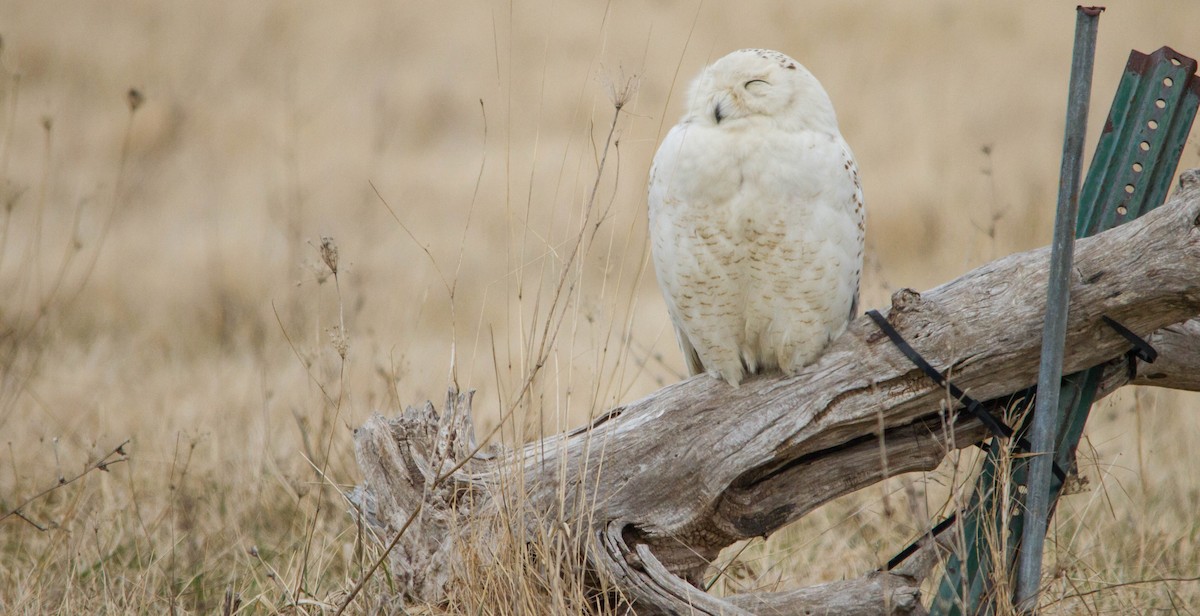 Сова біла - ML653461020