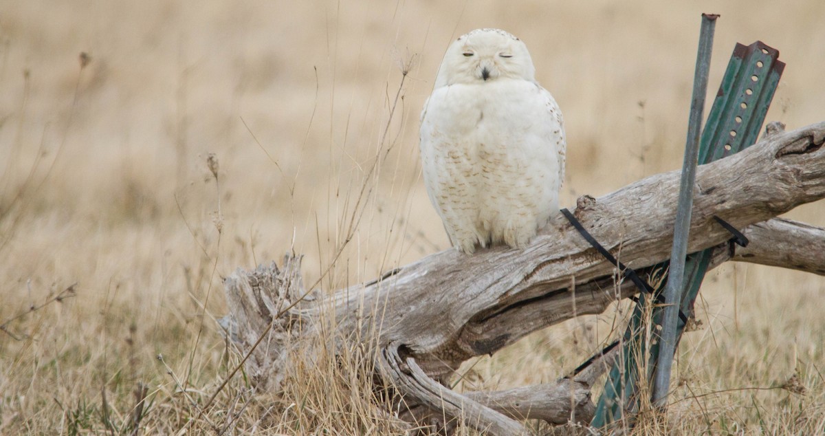 Сова біла - ML653461021