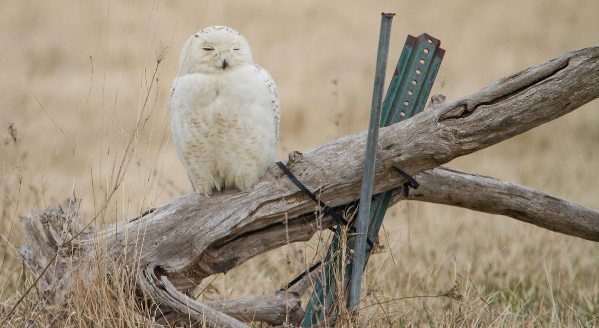 Сова біла - ML653461022