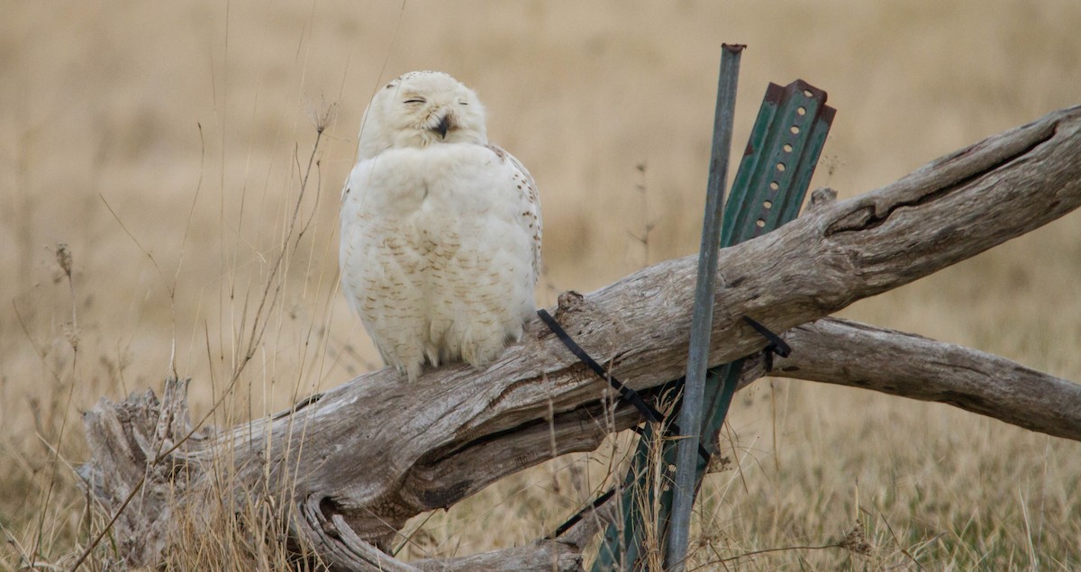 Сова біла - ML653461023