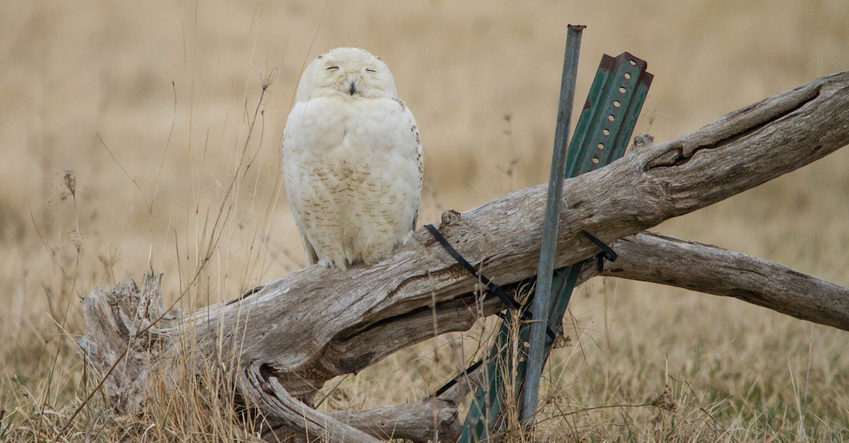 Сова біла - ML653461024