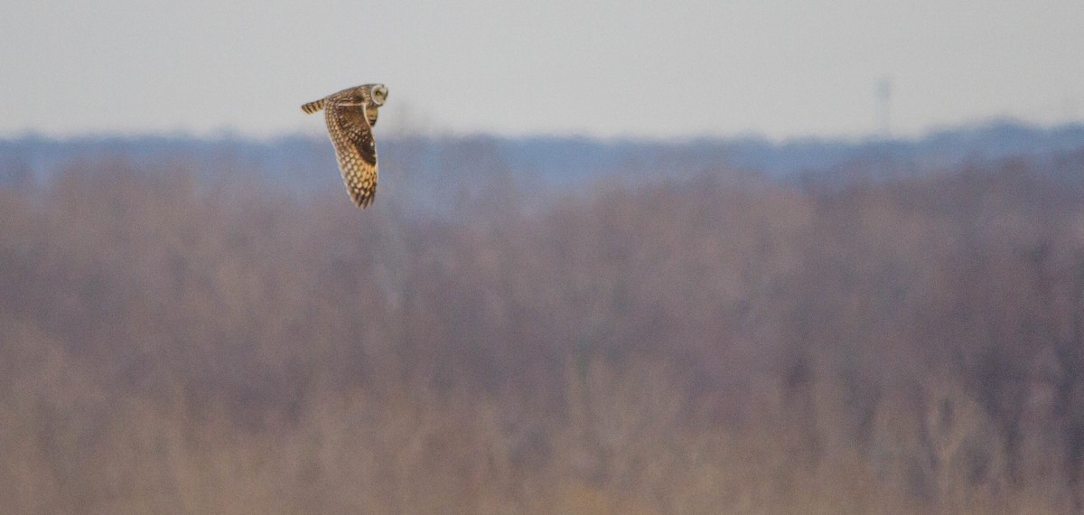 Сова болотяна - ML653461037