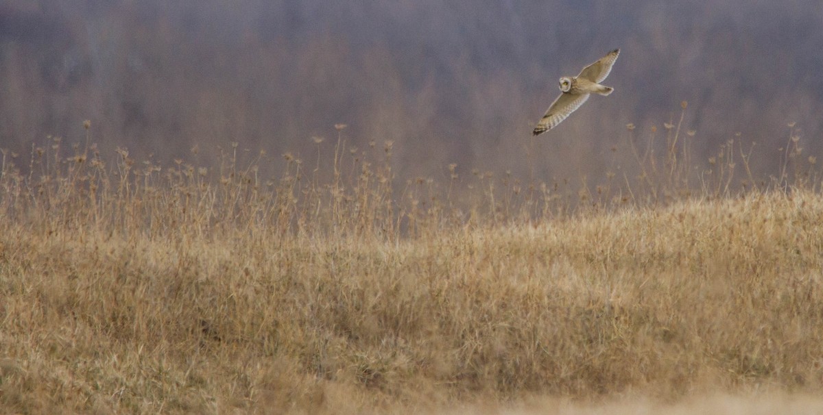 Сова болотяна - ML653461038