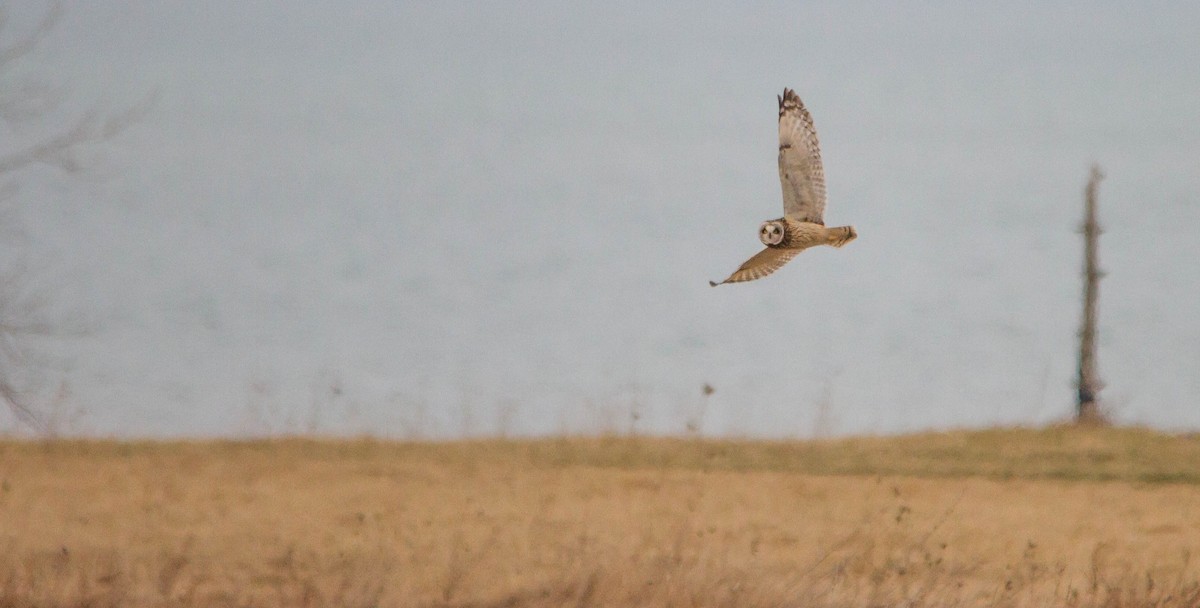 Сова болотяна - ML653461039