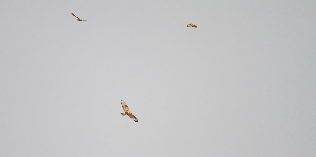 Зимняк - ML653461041