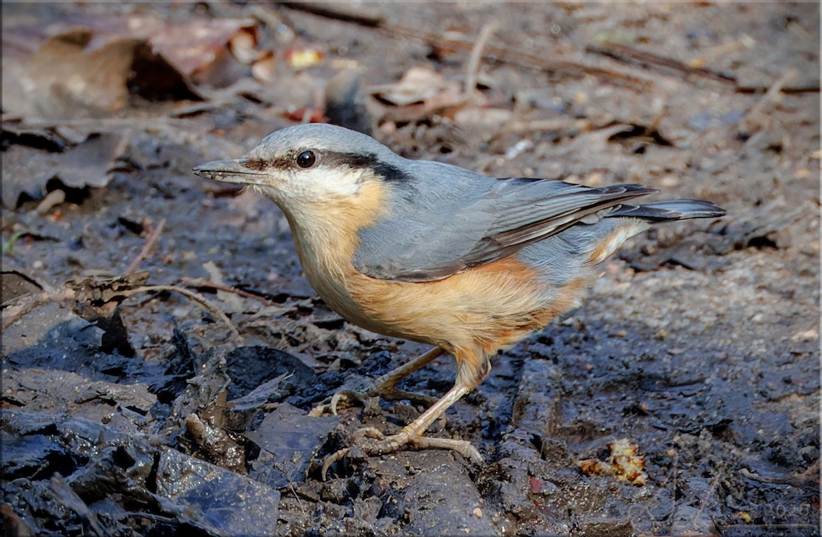 Garrapo eurasiarra - ML653461211