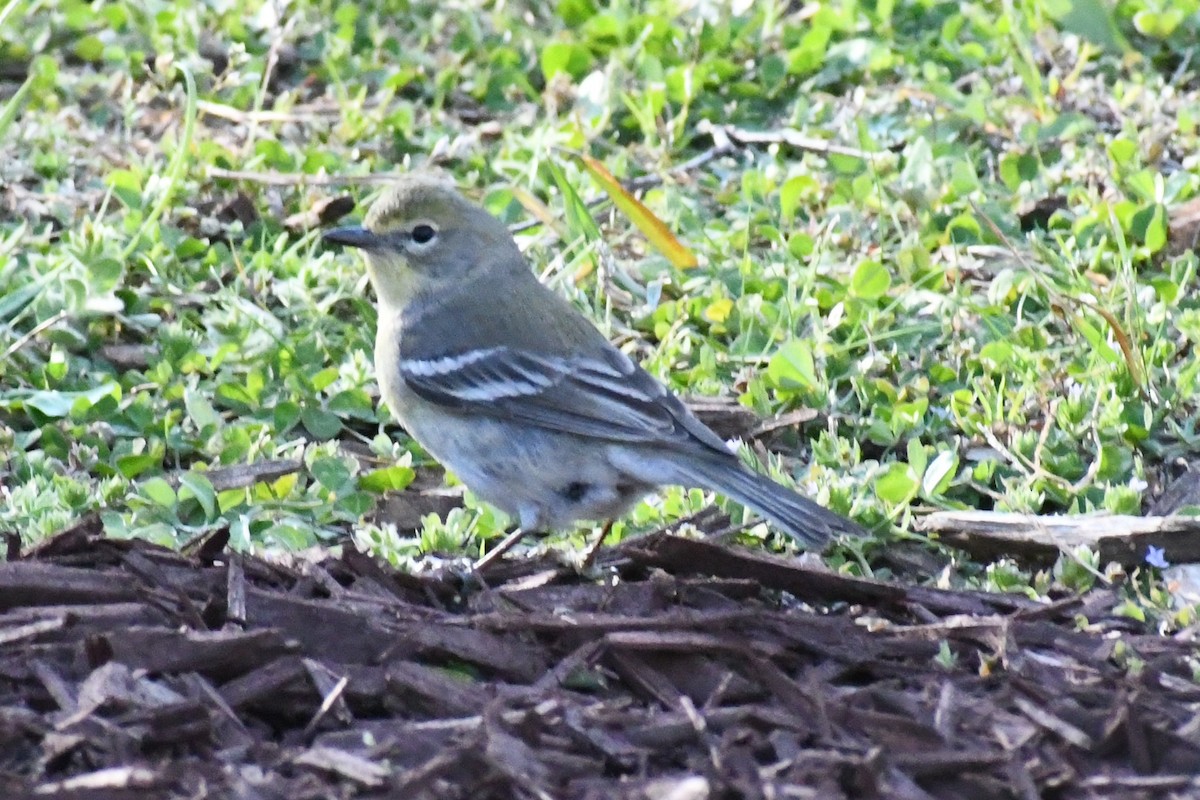 Paruline des pins - ML653461287