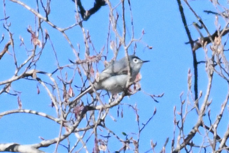 Gobemoucheron gris-bleu - ML653461298