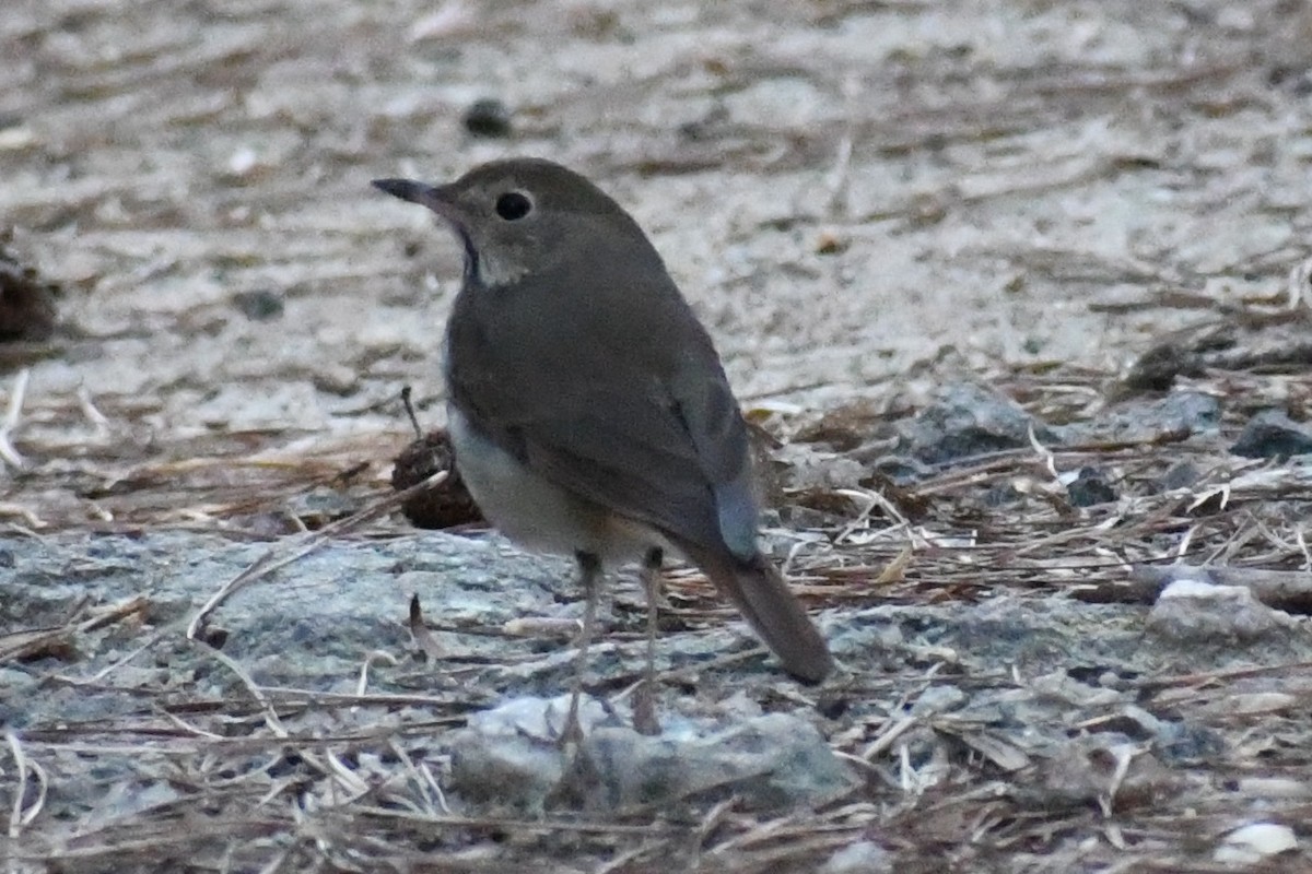 Grive solitaire - ML653461299