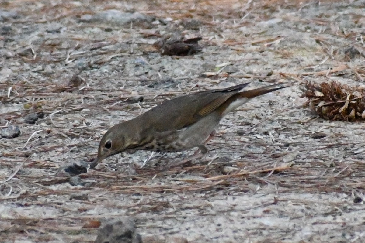 Grive solitaire - ML653461300