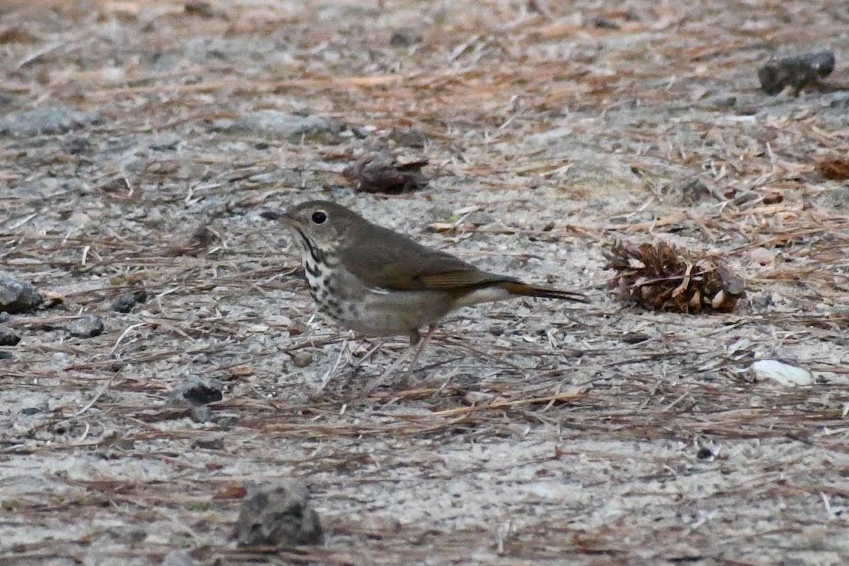 Grive solitaire - ML653461301