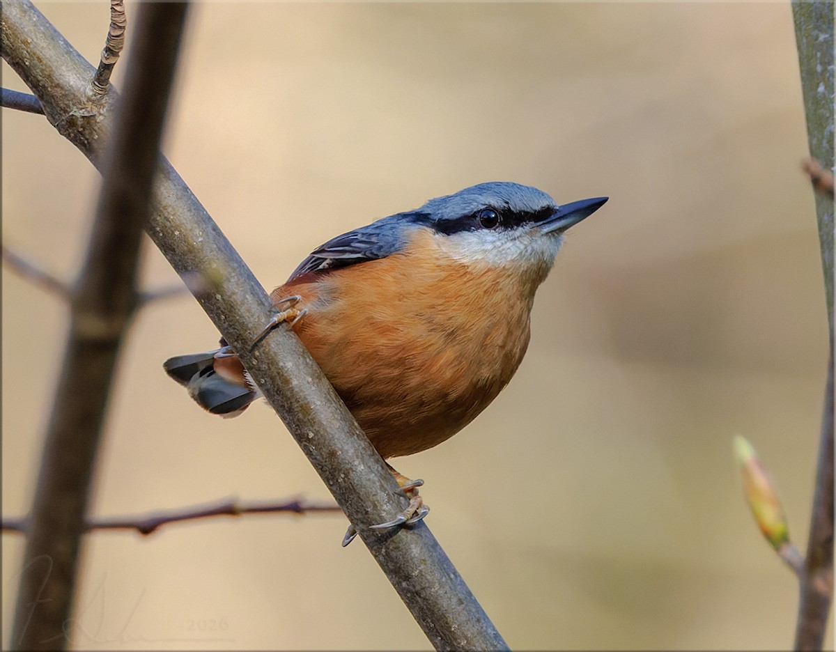 Garrapo eurasiarra - ML653461375