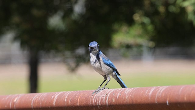 California Scrub-Jay - ML653461405