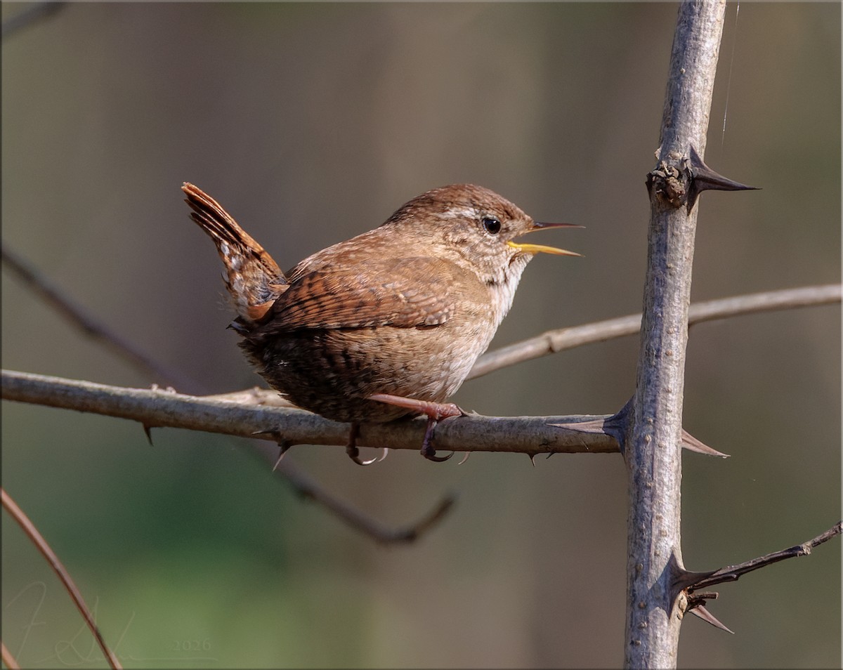 Txepetx eurasiarra - ML653461753