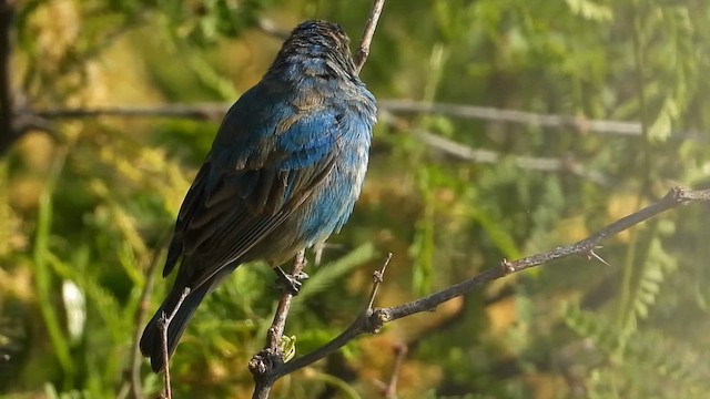 Indigo Bunting - ML653465253