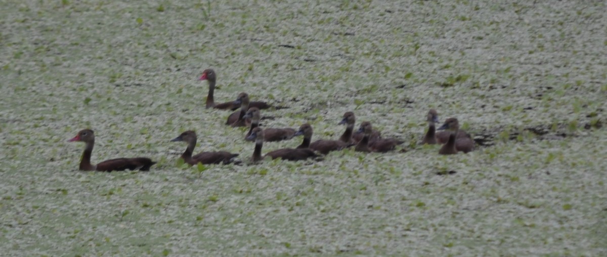 Black-bellied Whistling-Duck - ML653465750