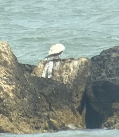 Red-footed Booby - ML653466683