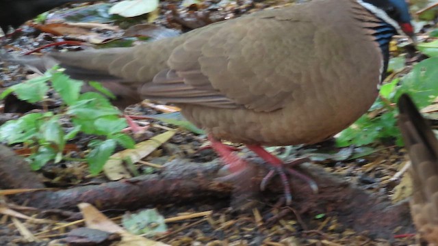 Blue-headed Quail-Dove - ML653468154