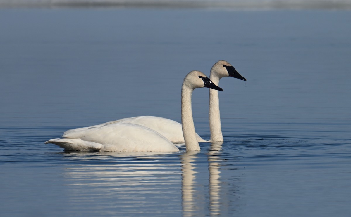 trompetsvane - ML653468963