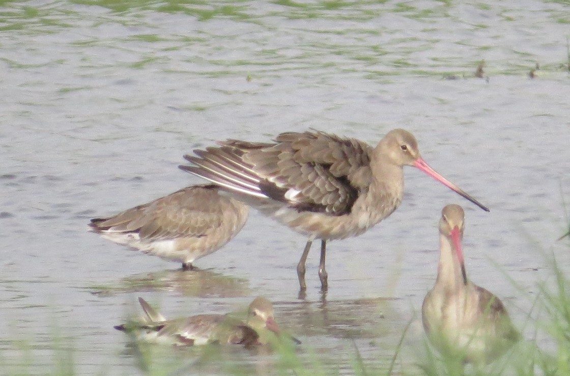 Black-tailed Godwit - ML65347001