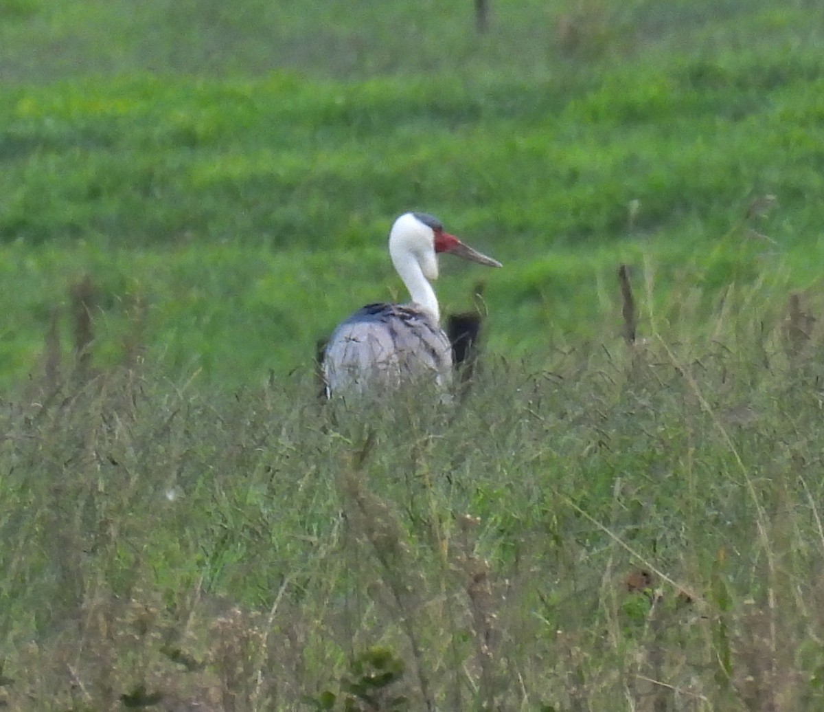 Grulla Carunculada - ML653472321