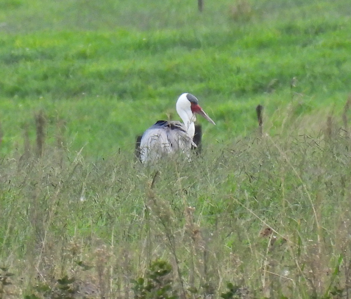 Grulla Carunculada - ML653472323
